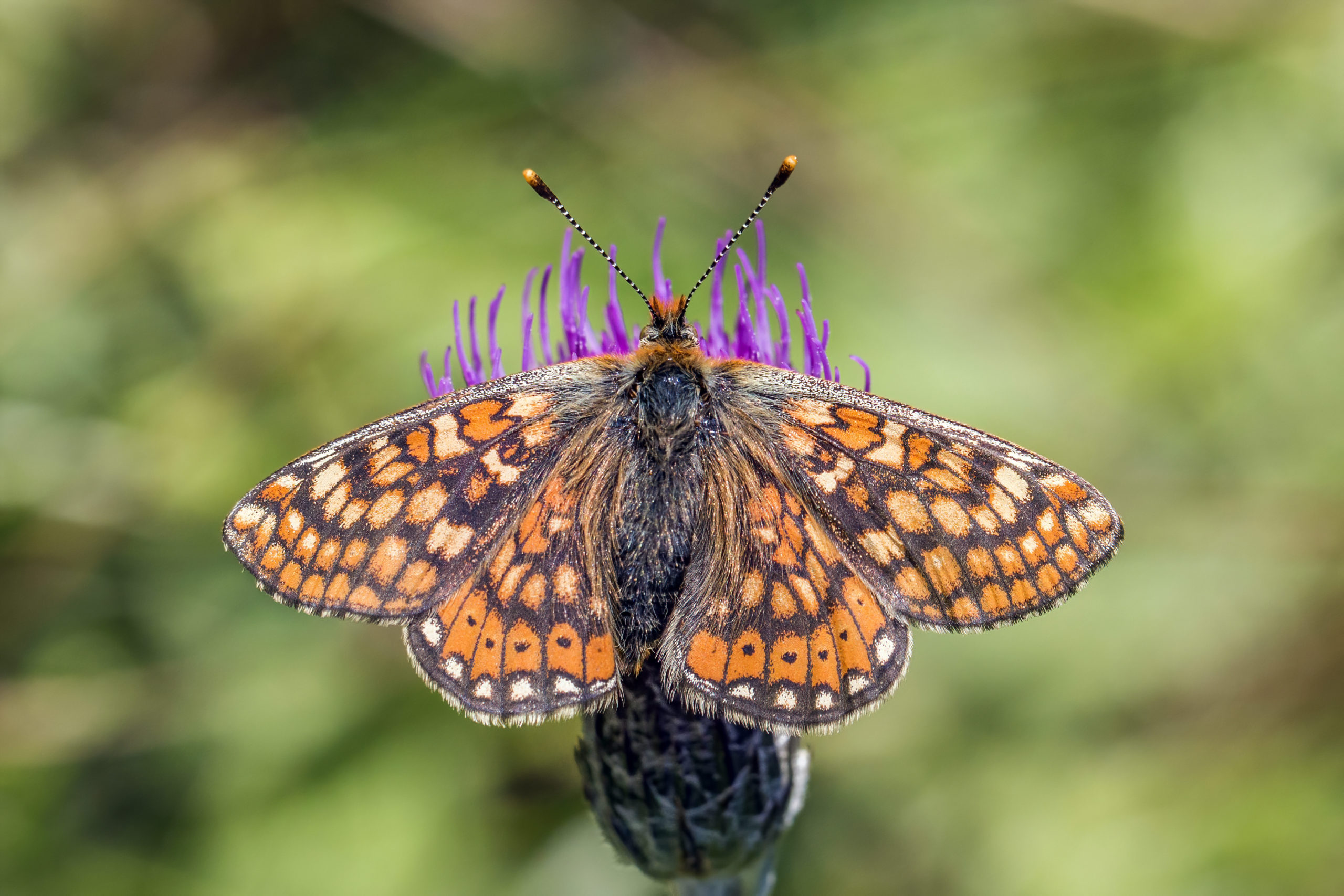 Marsh Fritillary Euphydryas Aurinia Male Hedepletvinge Wikicommons